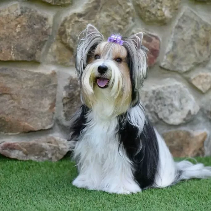 artificial-turf-doga-1-1024x684 Puppy on shawgrass | House of Carpets and Lighting