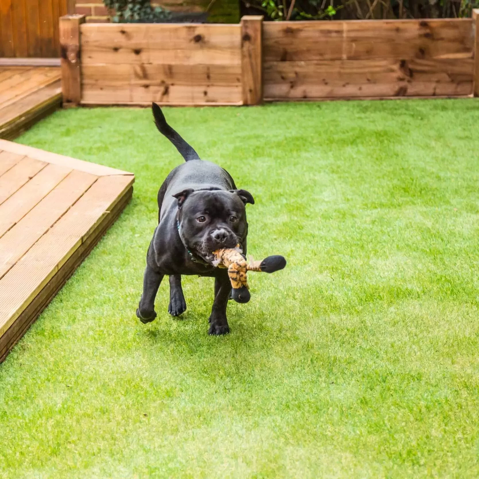 artificialturf-dogh Puppy on shawgrass | House of Carpets and Lighting