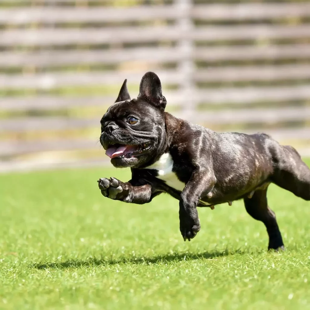 artificialturf-dogi Artificial turf | House of Carpets and Lighting